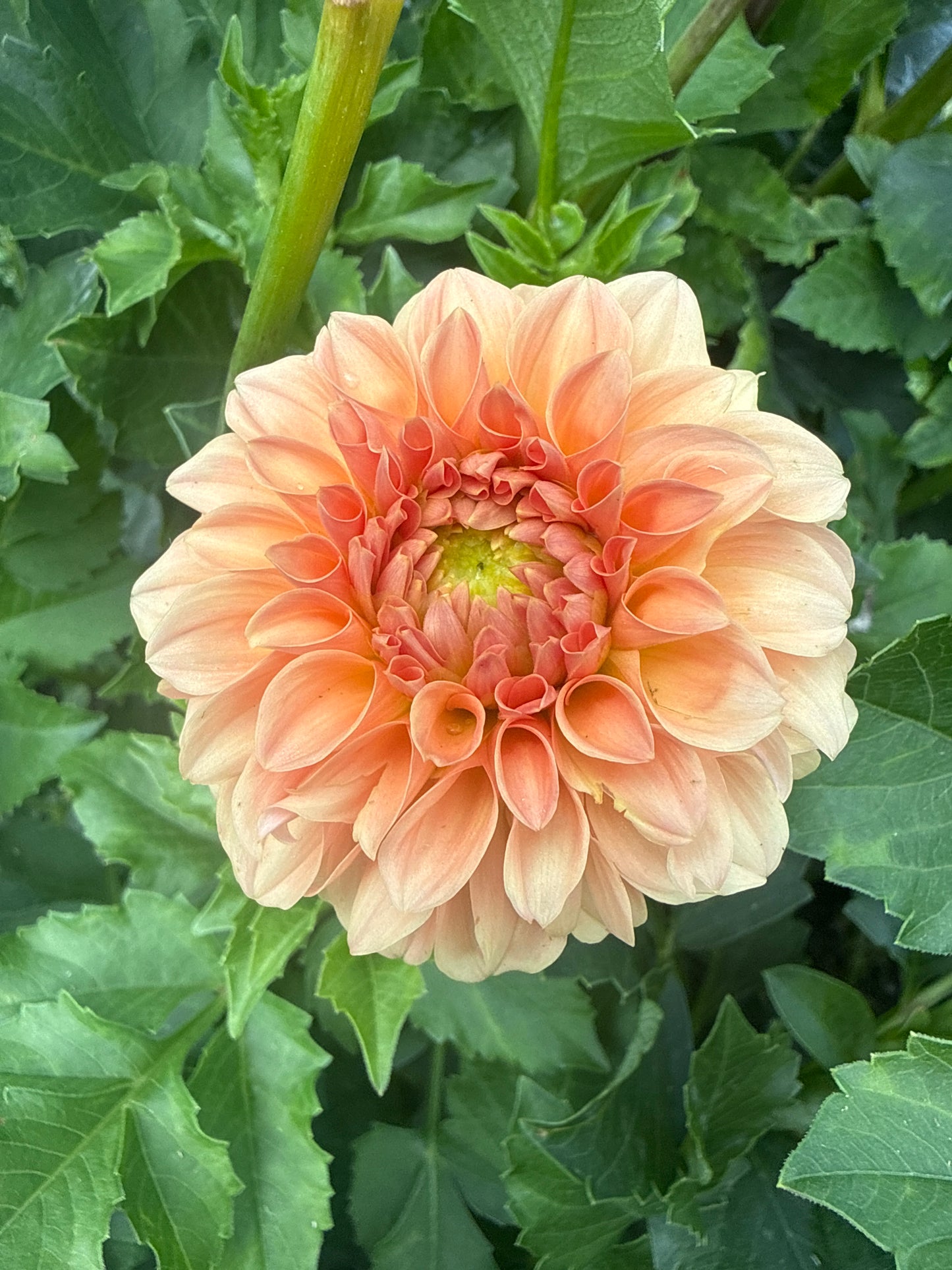 Florelie Nectar Dahlia Tuber