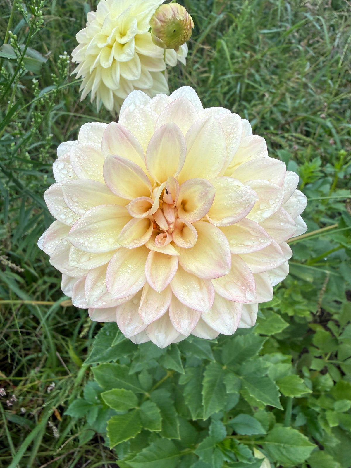 Darbro Highland Dahlia Tuber