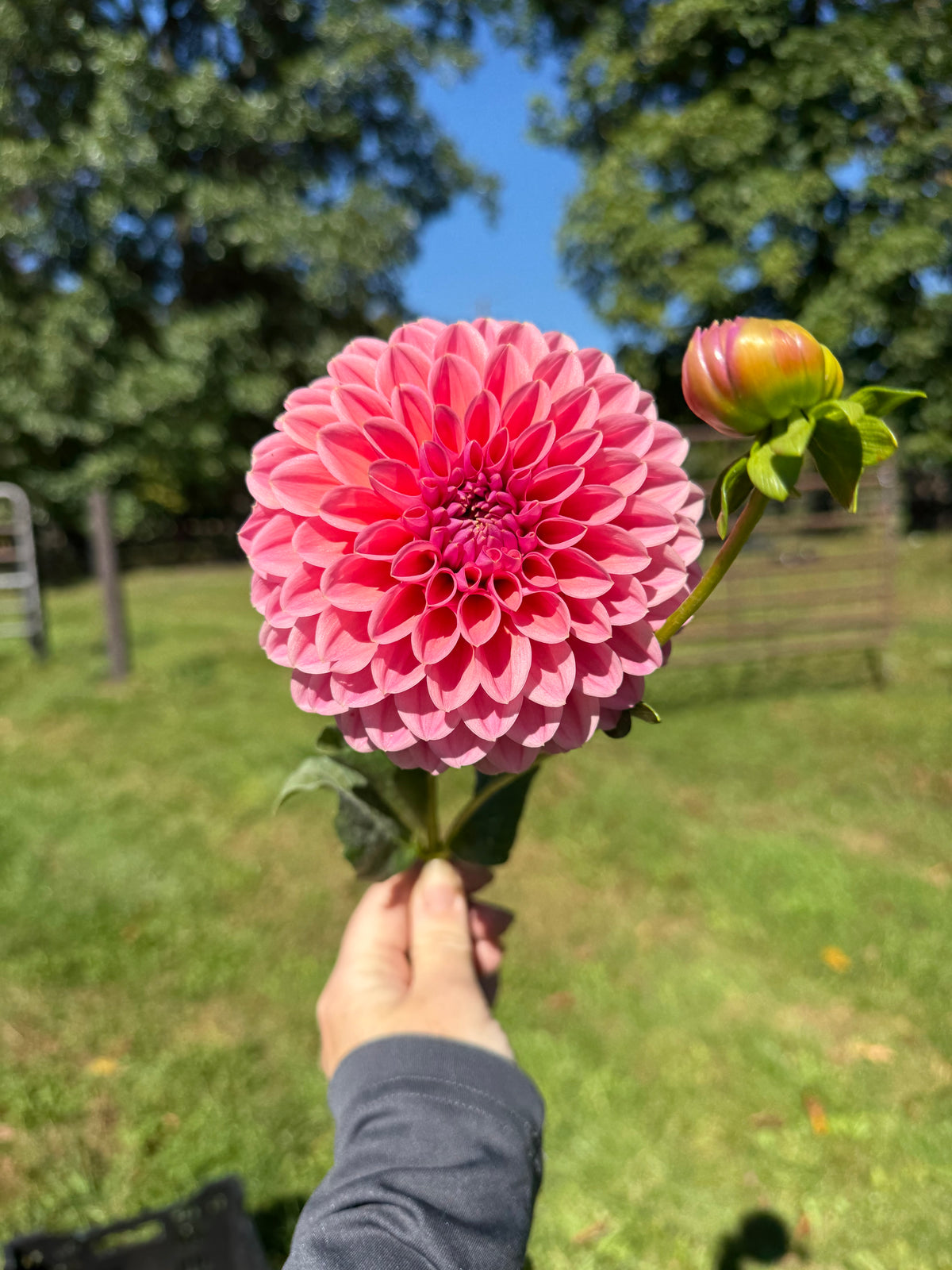 RM Illusion Dahlia Tuber