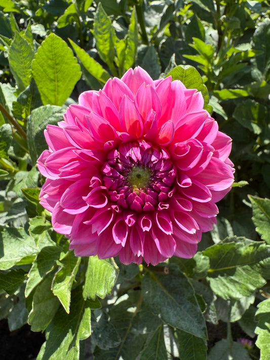 Pink Sylvia Dahlia Tuber