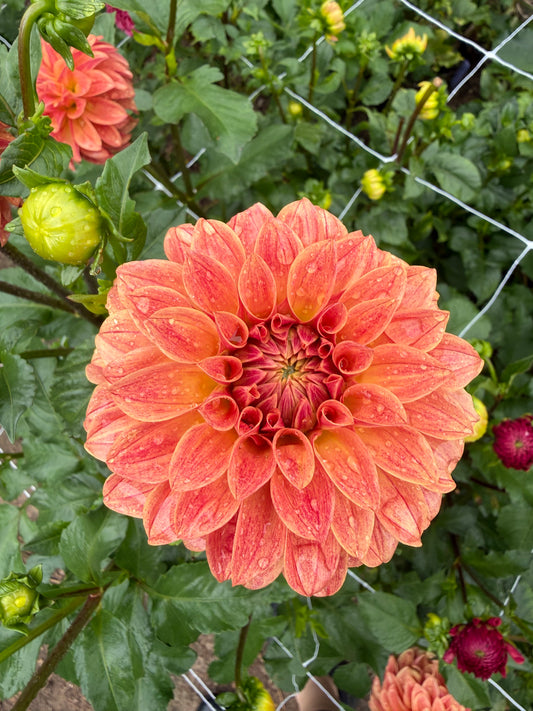 Levi's Nara Dahlia Tuber