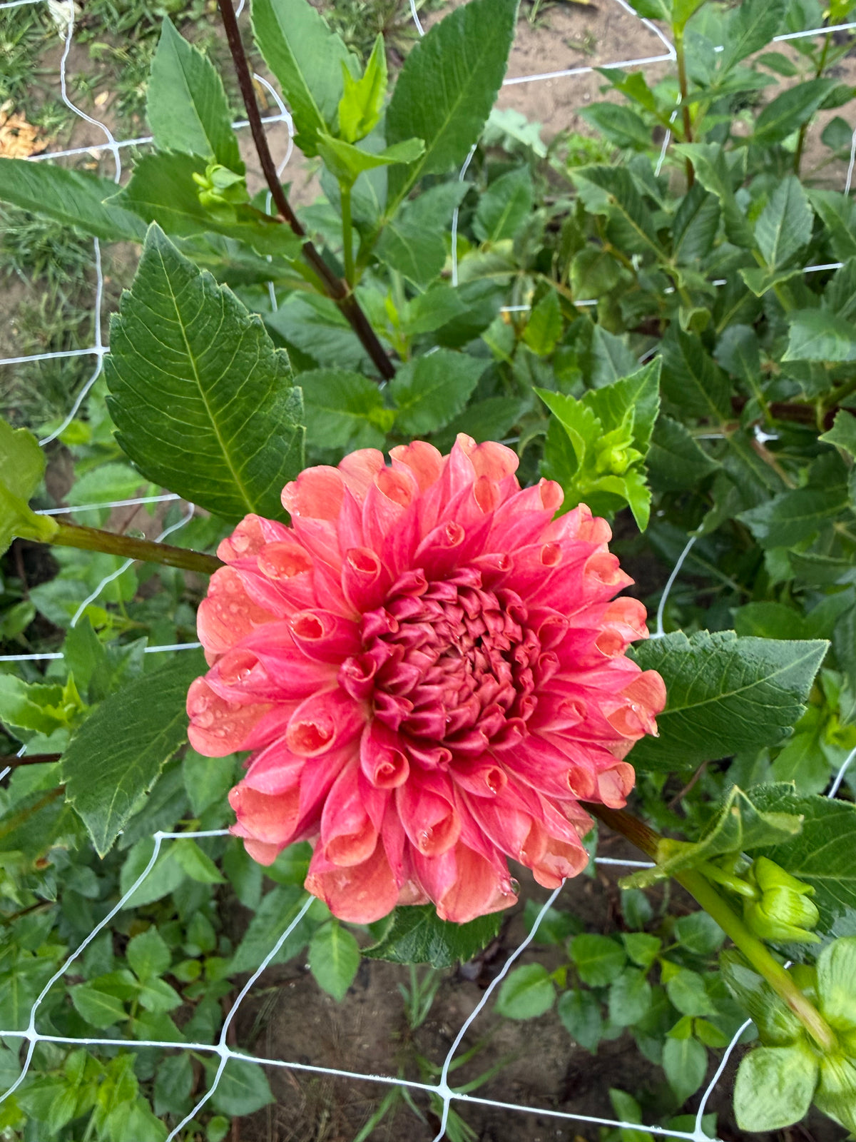 Burfoot Pasta Dahlia Tuber