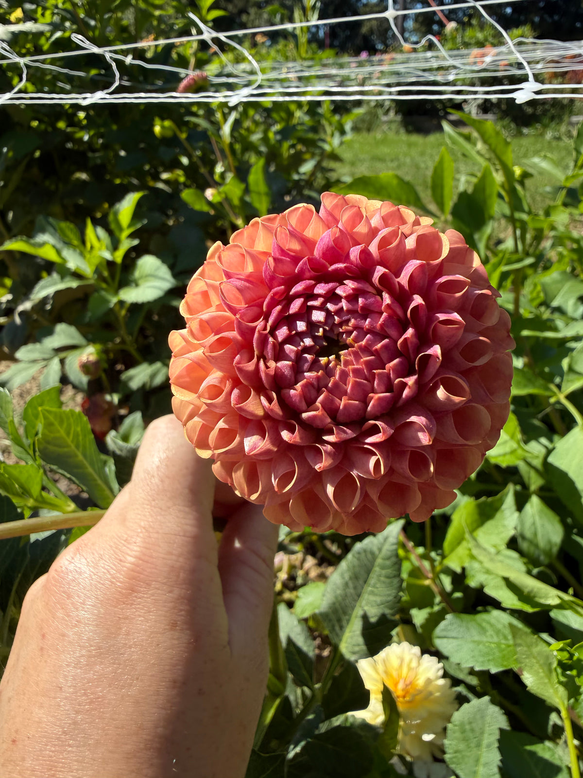 Ghislane Dahlia Tuber