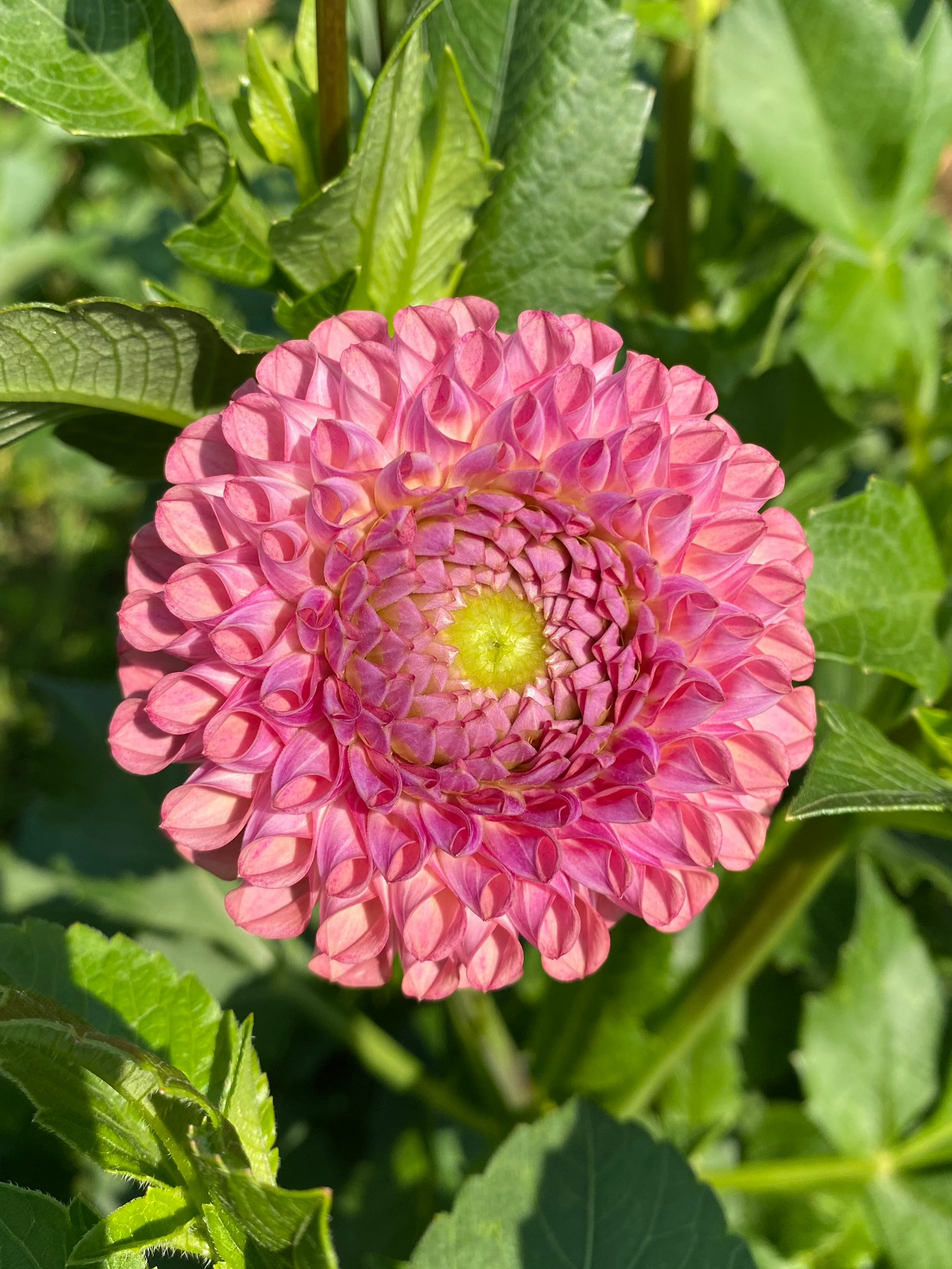 Caitlyn's Joy Dahlia Tuber