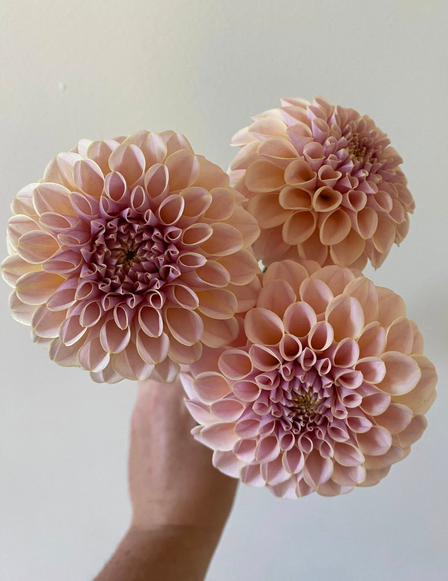 KA's® Cinder Rose Dahlia Tuber