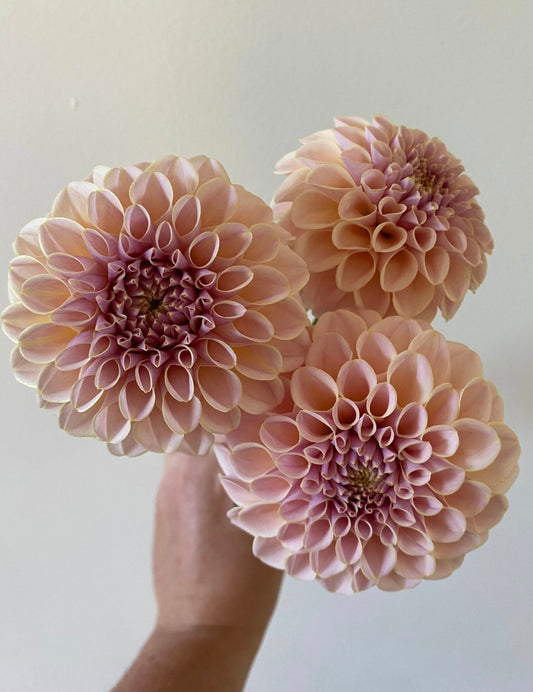 Cinder Rose Dahlia Tuber