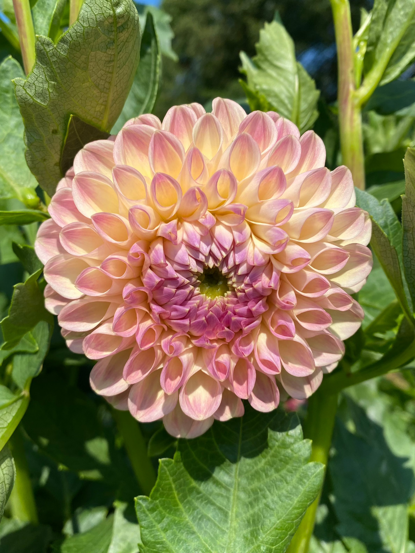 Clearview Peachy Dahlia Tuber