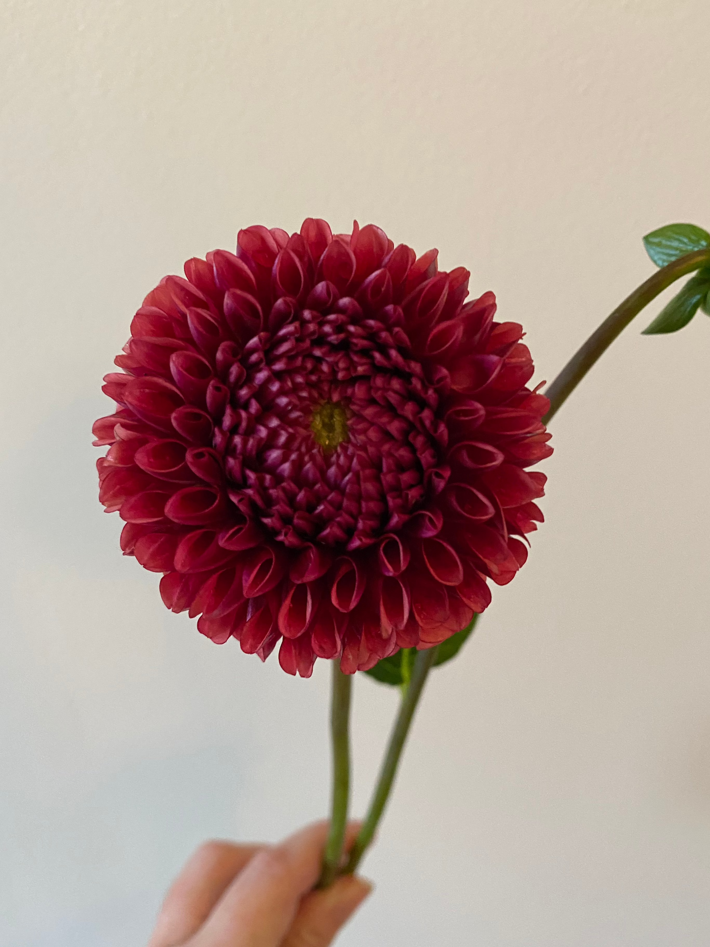 Copper Boy Dahlia Tuber