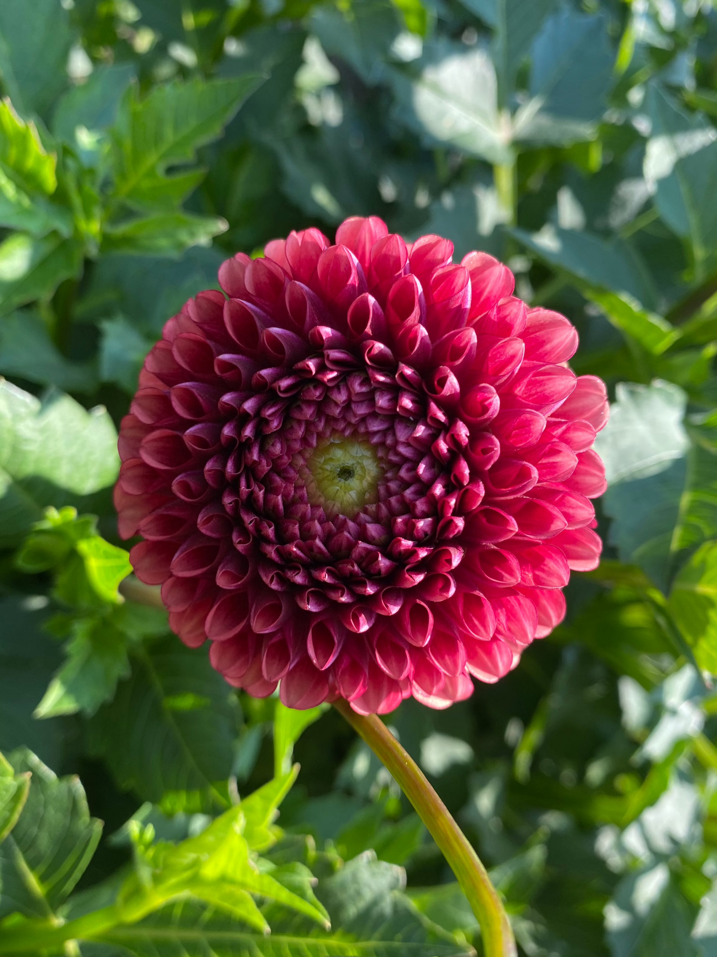 Copper Boy Dahlia Tuber