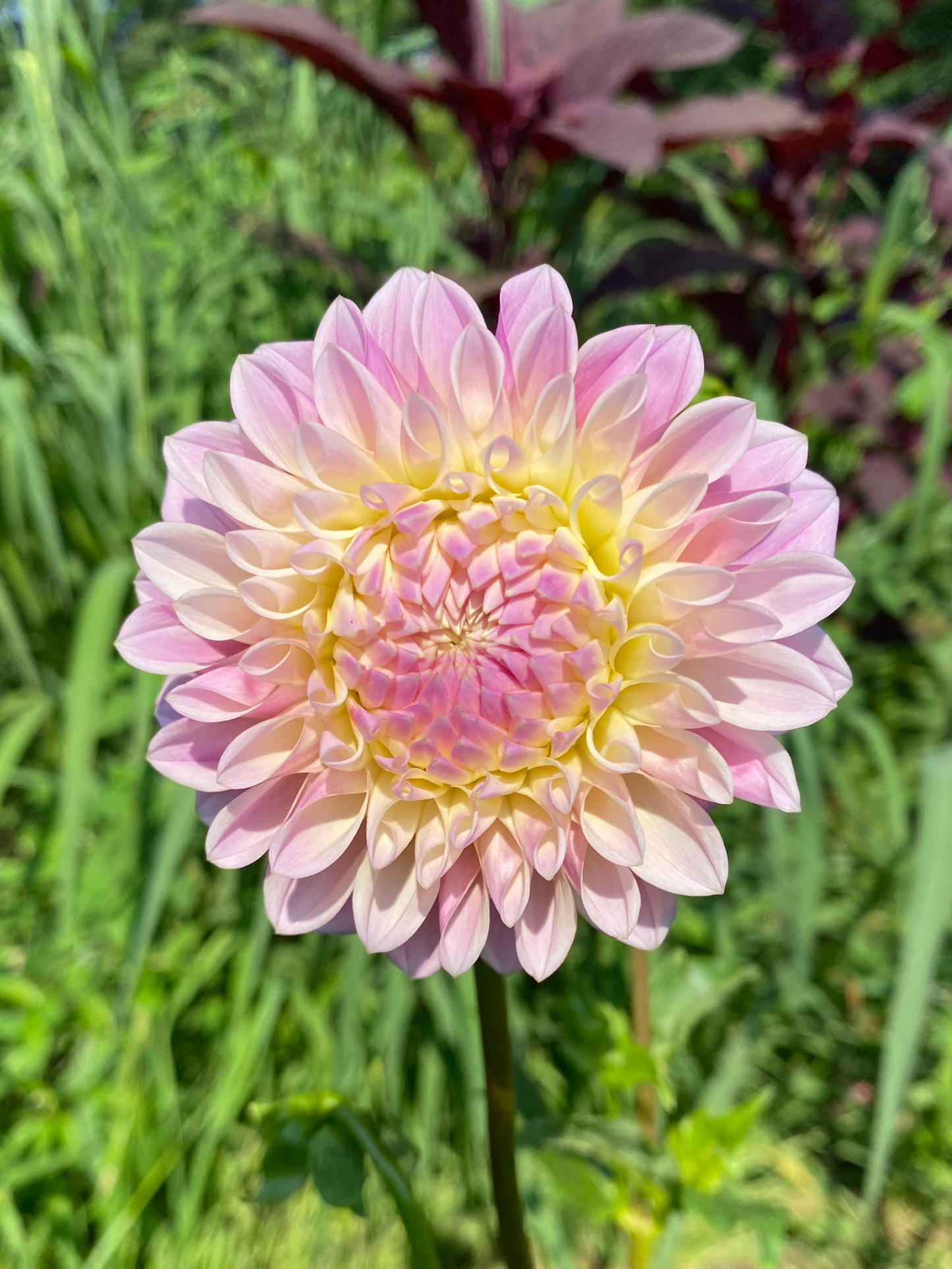 Coralie Dahlia Tuber