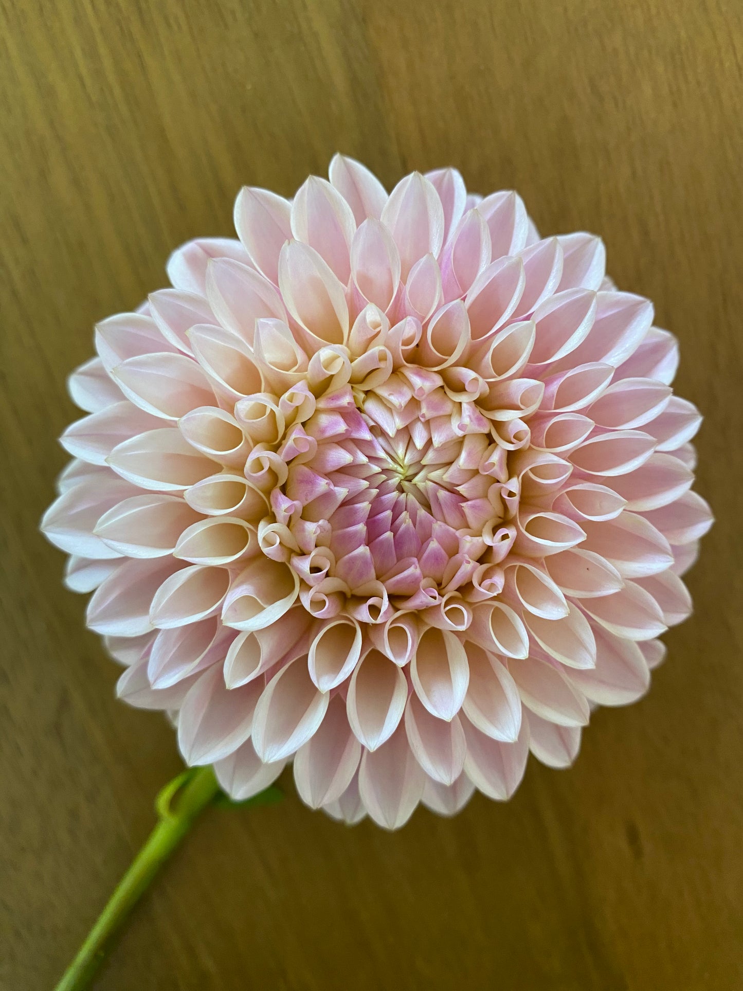 Coralie Dahlia Tuber