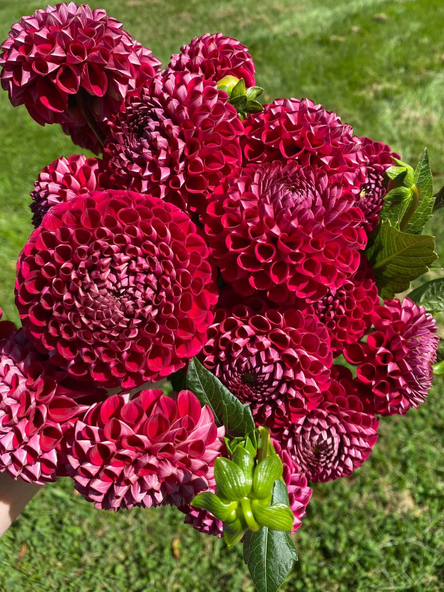 Cornel Dahlia Tuber