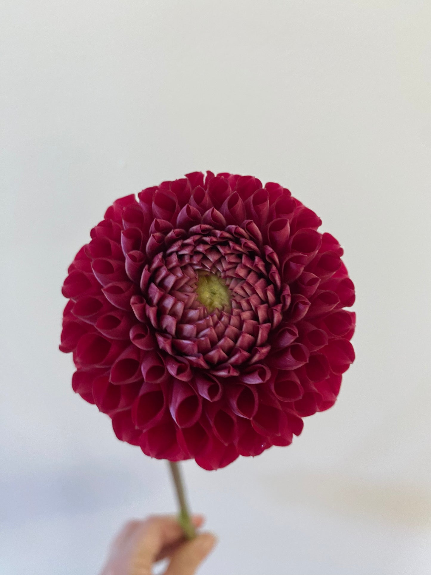 Cornel Dahlia Tuber