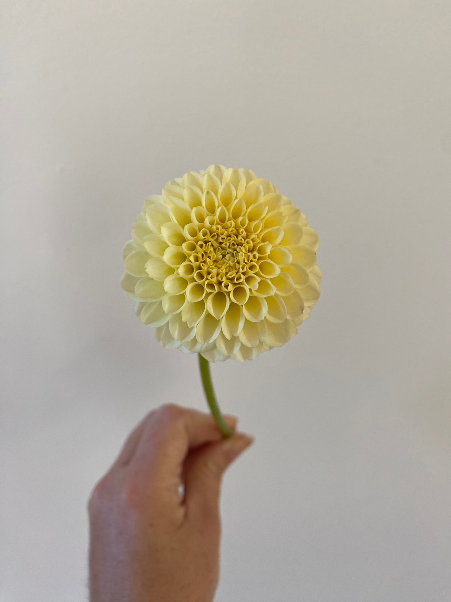 Creamy Dahlia Tuber *Building Stock*