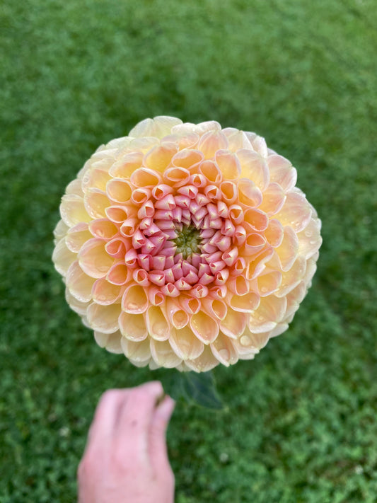 Crichton Honey Dahlia Tuber