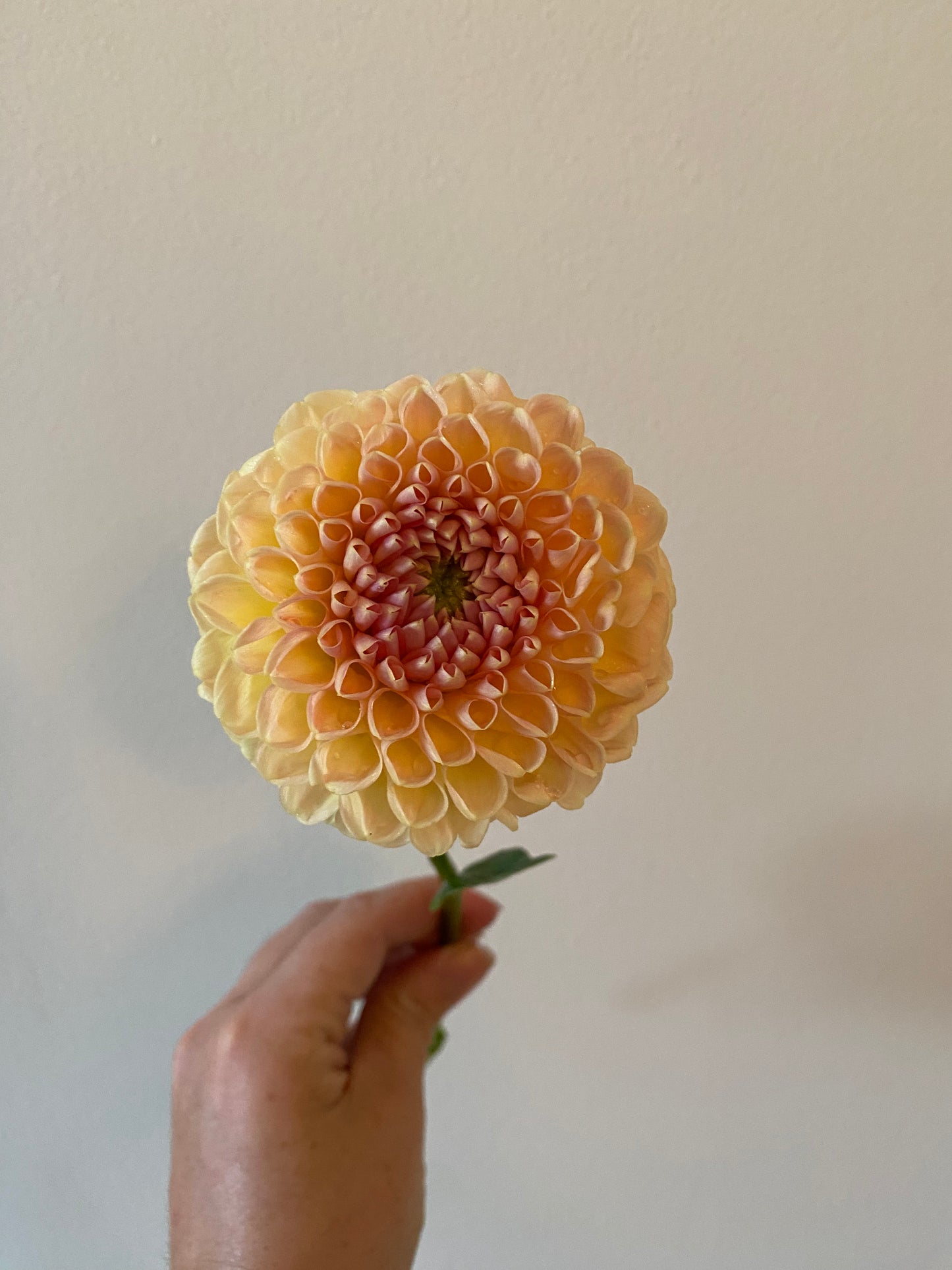 Crichton Honey Dahlia Tuber