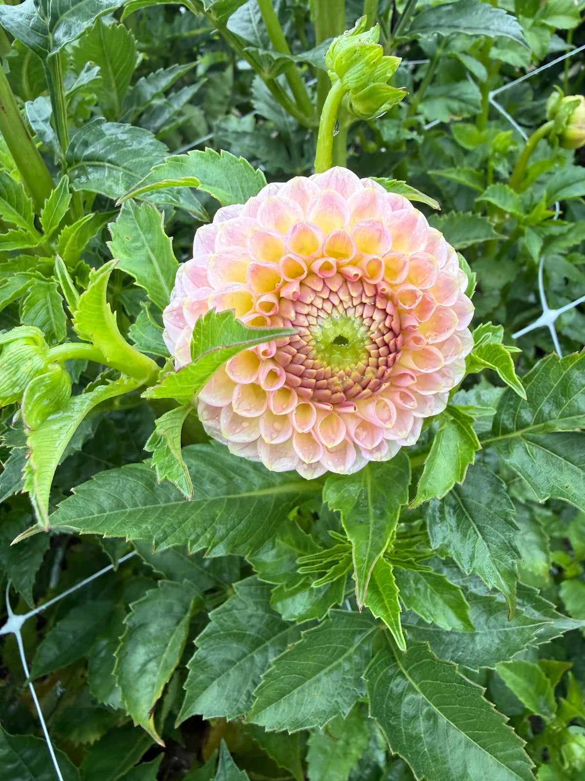 Hapet Salmon Dahlia Tuber
