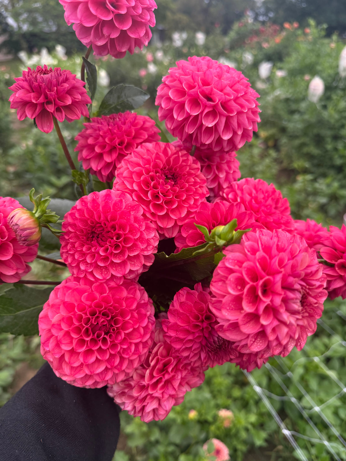 Levi's Kaleidoscope Dahlia Tuber