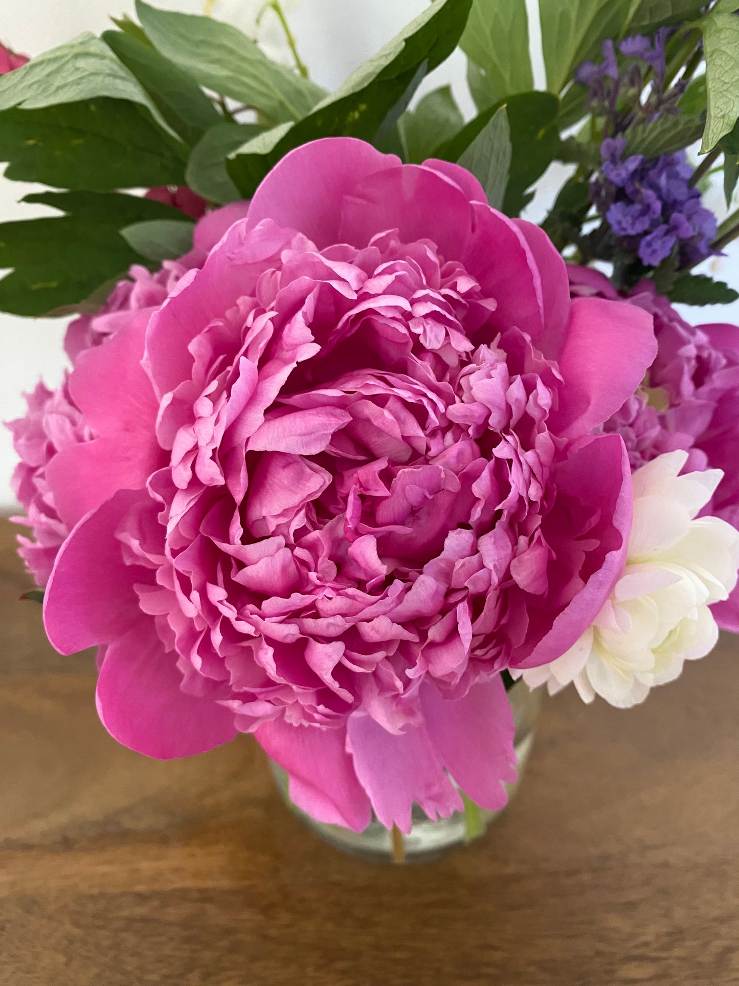 Monseiur Jules Elie Peony Root