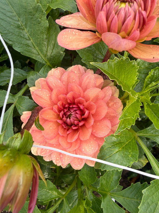 Chateau de la Bourdaisiere Dahlia Tuber