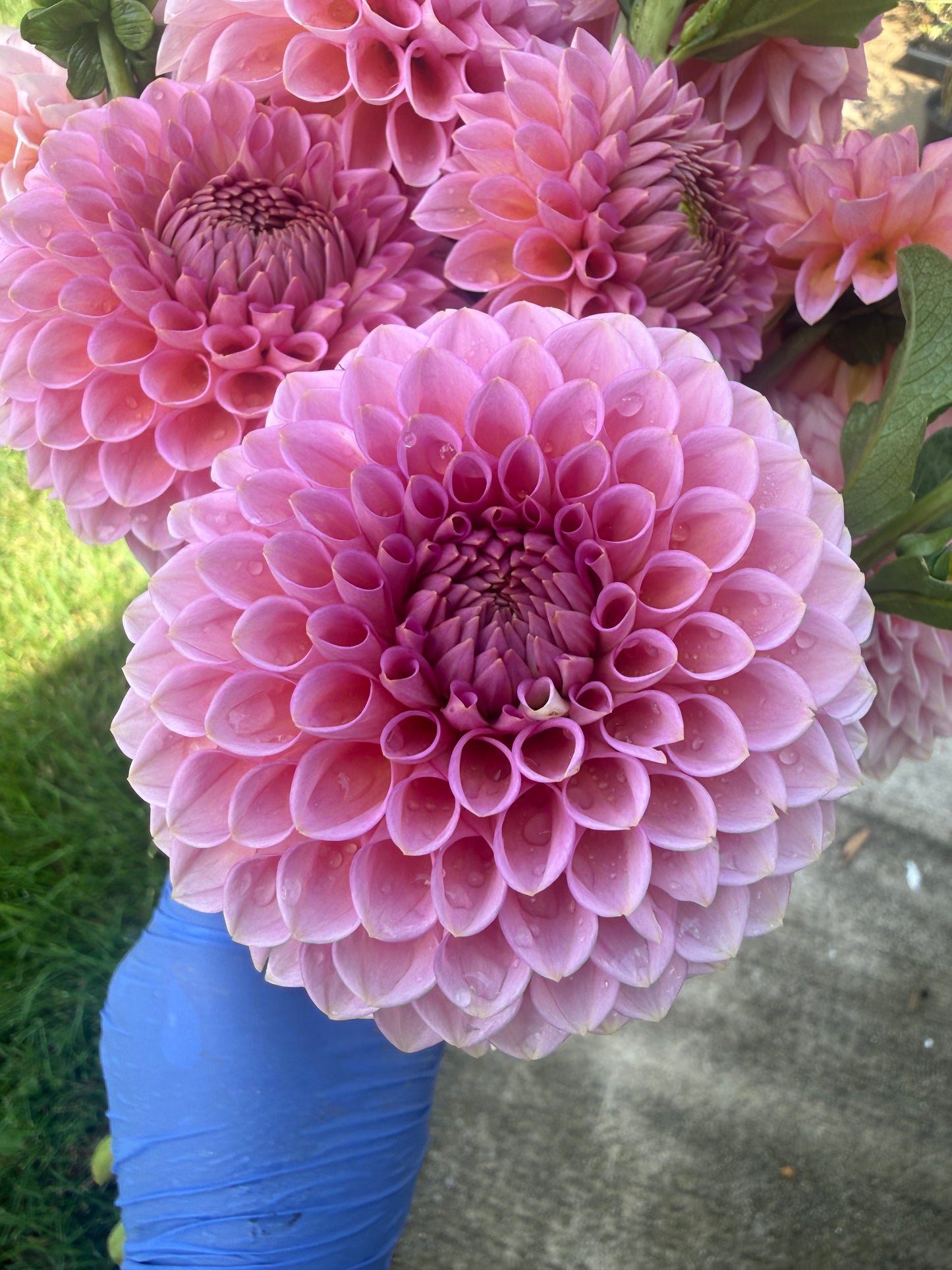 Westerton Pearl Dahlia Tuber