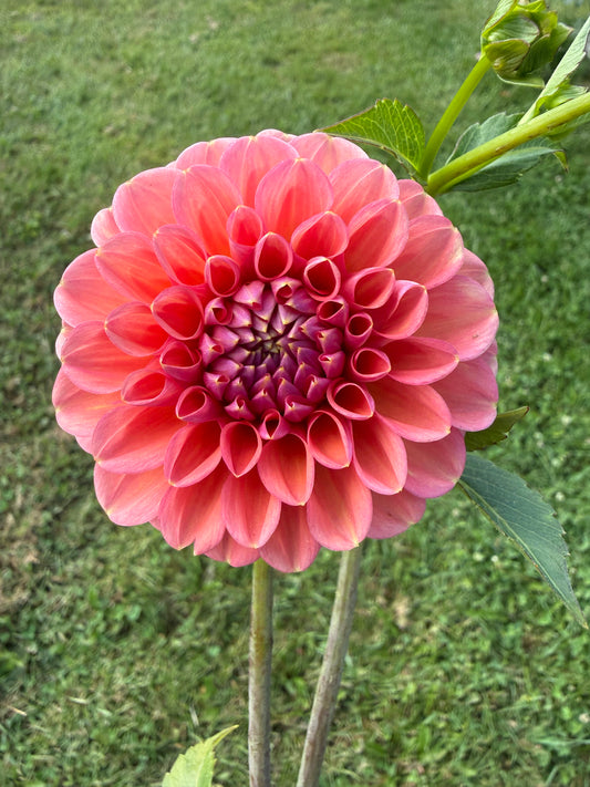 Florelie Quince Dahlia Tuber