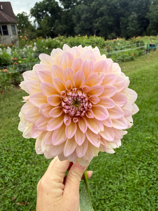DL's The Special Dahlia Tuber