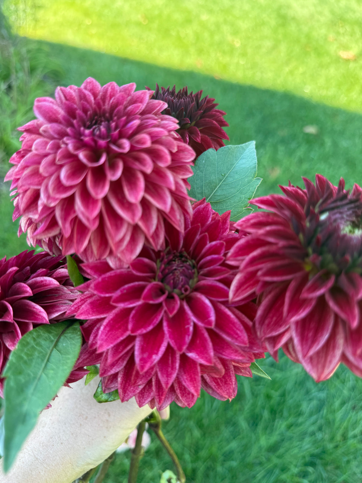 RM Dragon's Blood Dahlia Tuber