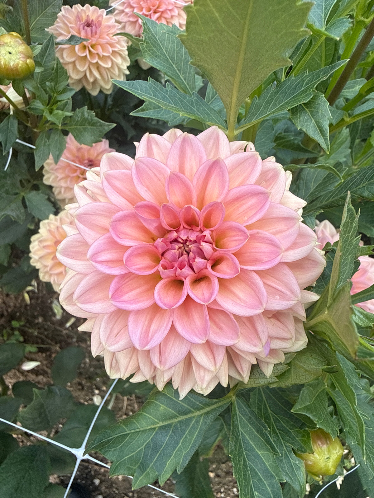 Lark's Ebbe Dahlia Tuber