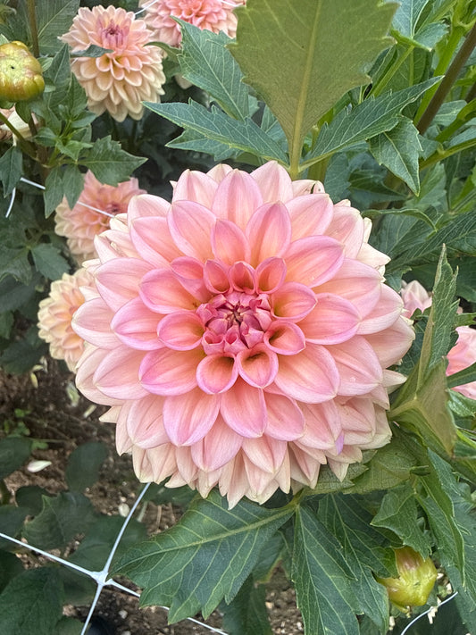 Lark's Ebbe Dahlia Tuber