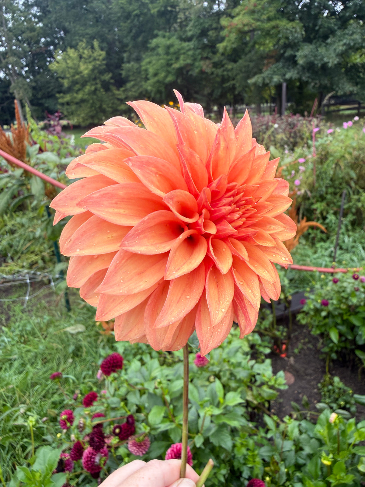 Bloomquist Pleasing Dahlia Tuber