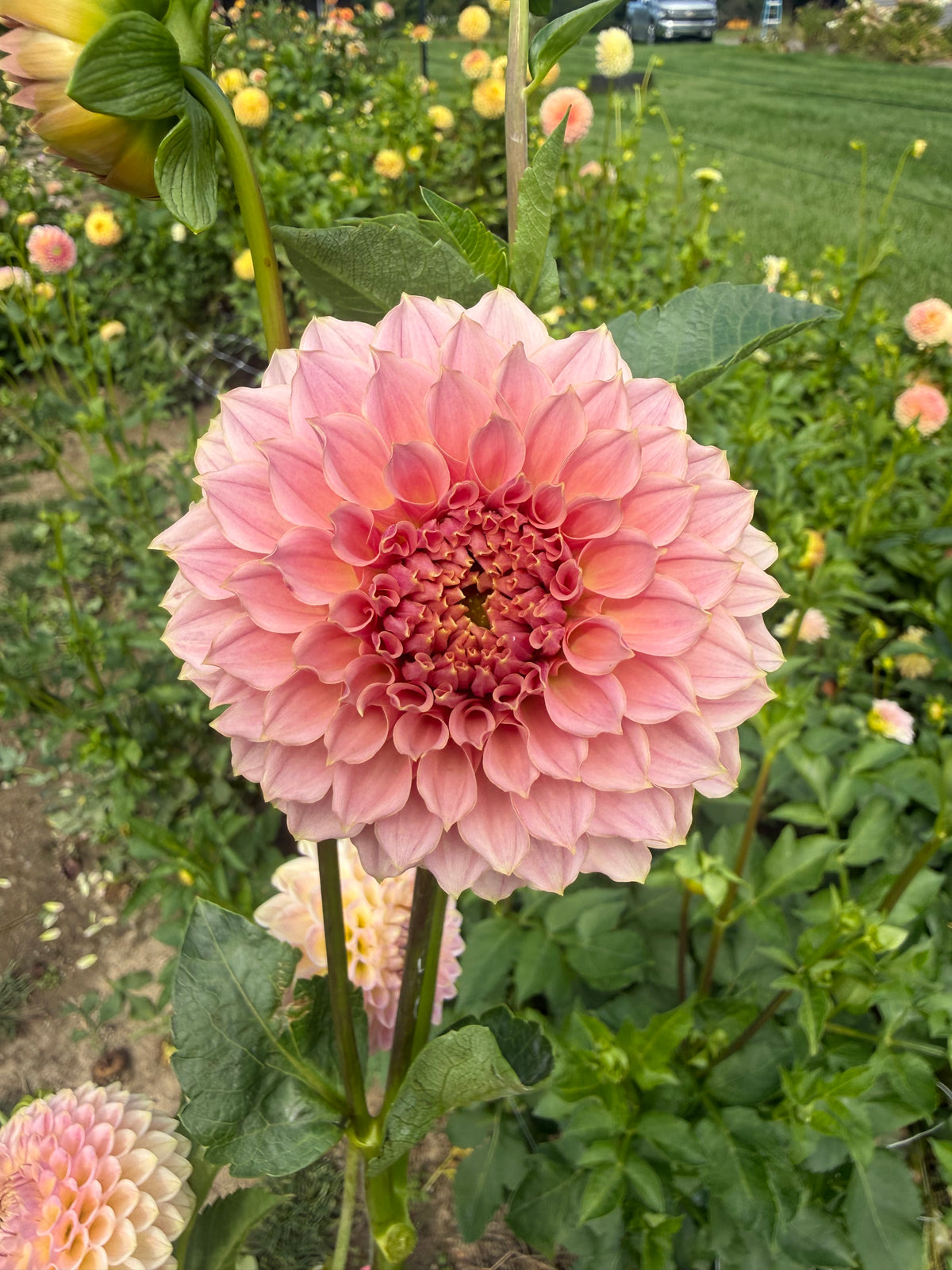 KA's® Coral Sea Dahlia Tuber