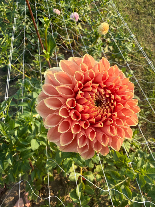 Romance Dahlia Tuber