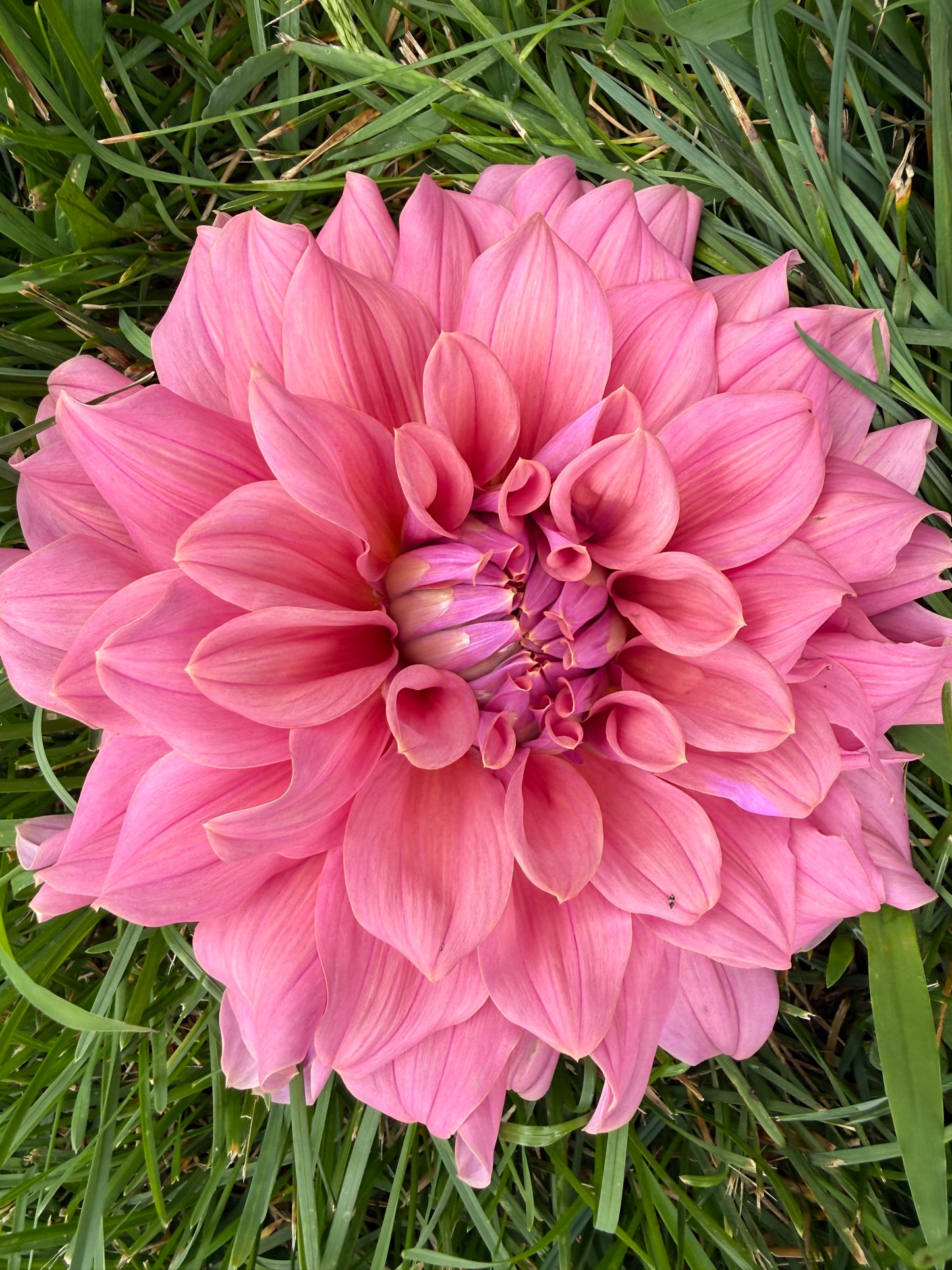 Lileah Caramel Rose Dahlia Tuber