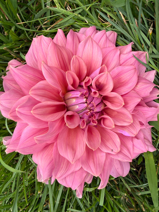 Lileah Caramel Rose Dahlia Tuber