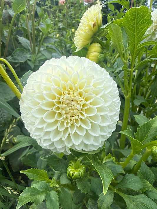 Barbarry Dove Cliffs Dahlia Tuber