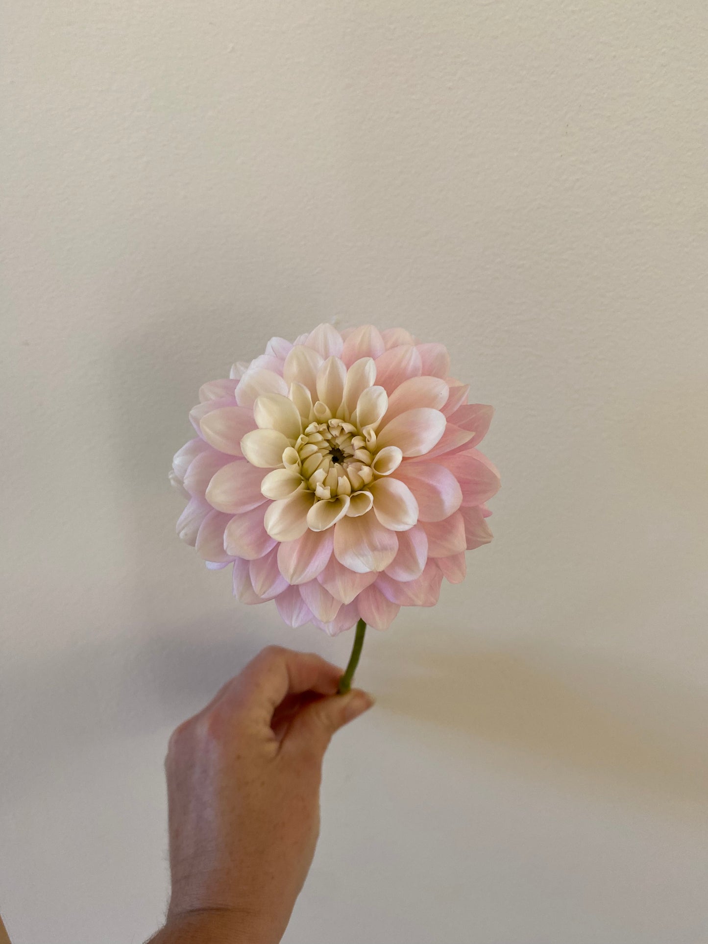 Daddy's Girl Dahlia Tuber