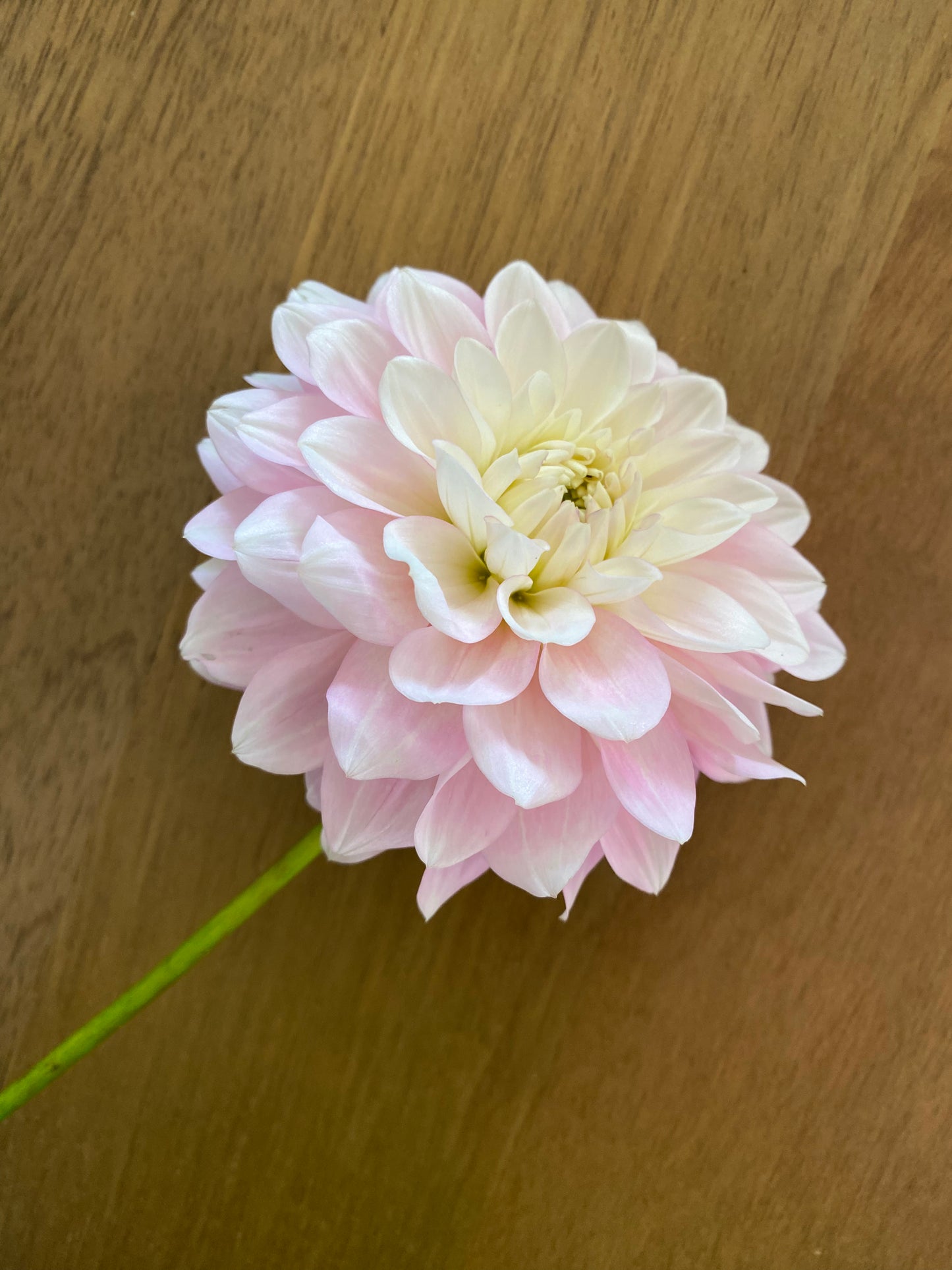 Daddy's Girl Dahlia Tuber