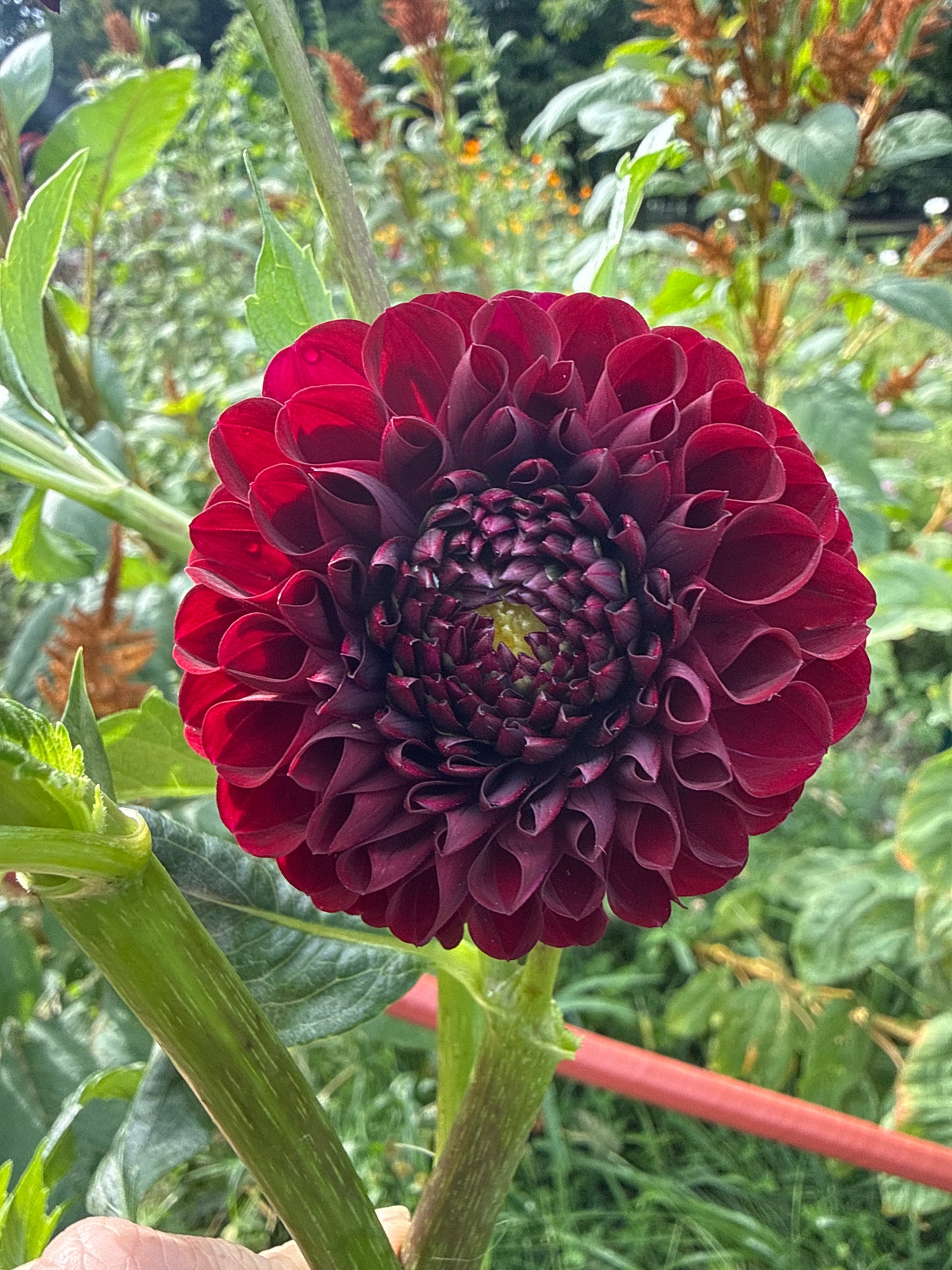 Aurora's Kiss Dahlia Tuber