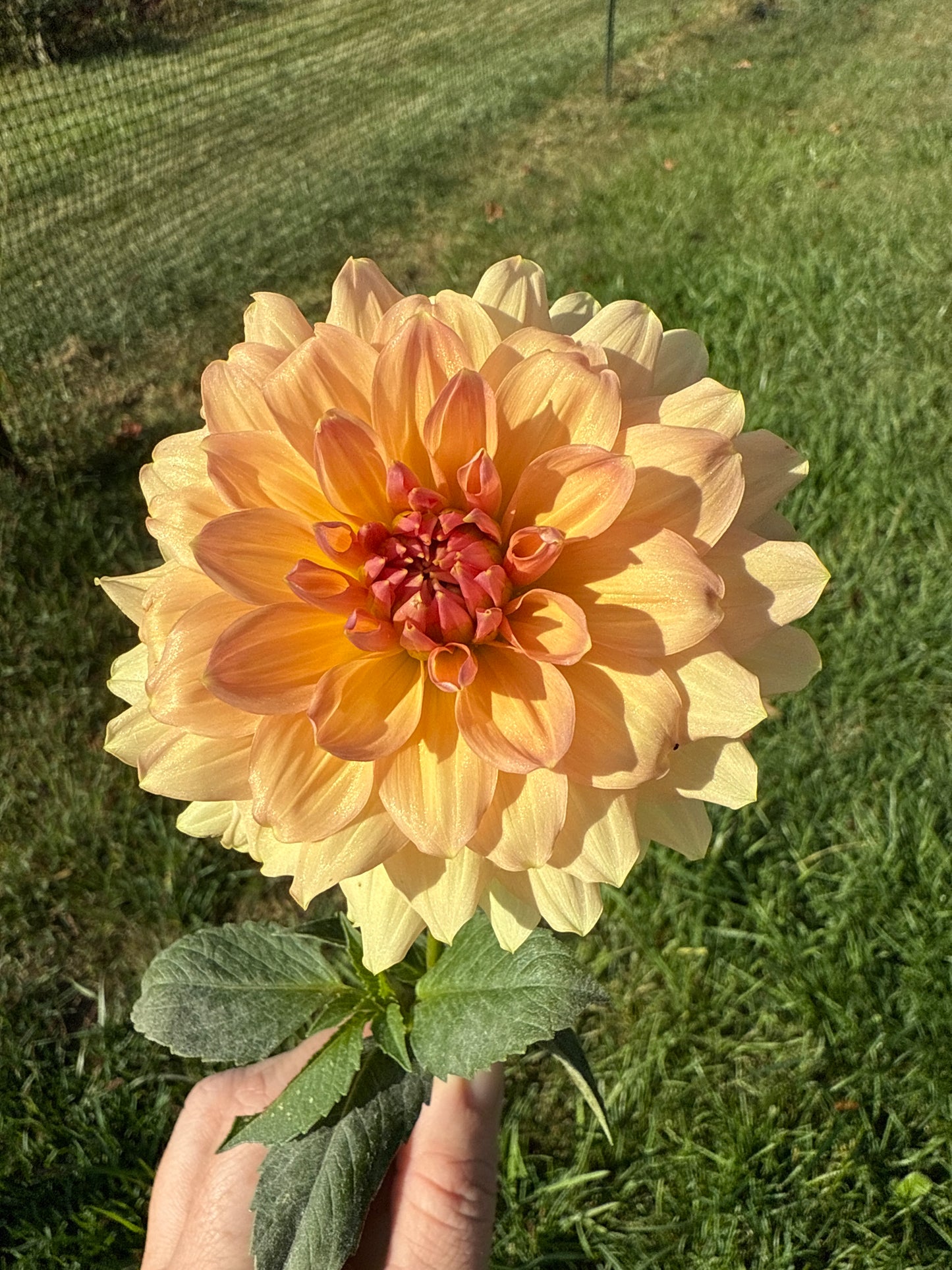Peach Bud Dahlia Tuber