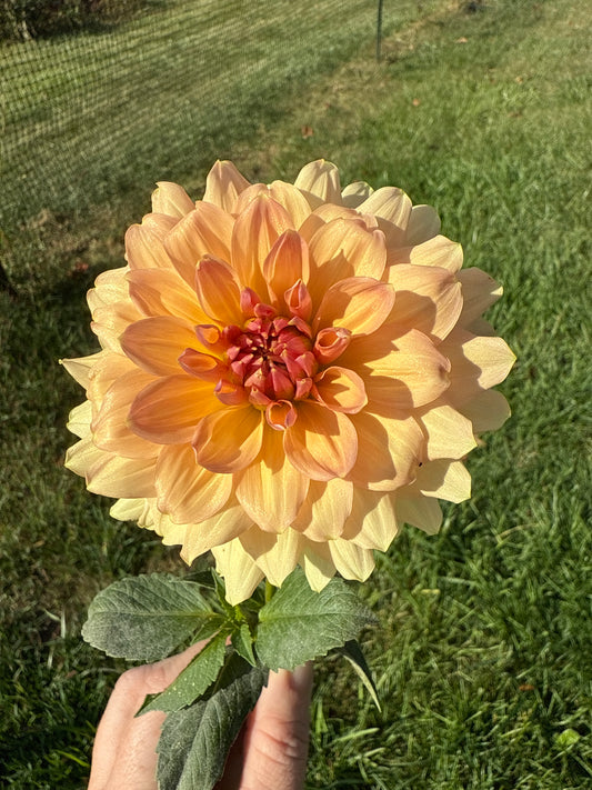 Peach Bud Dahlia Tuber