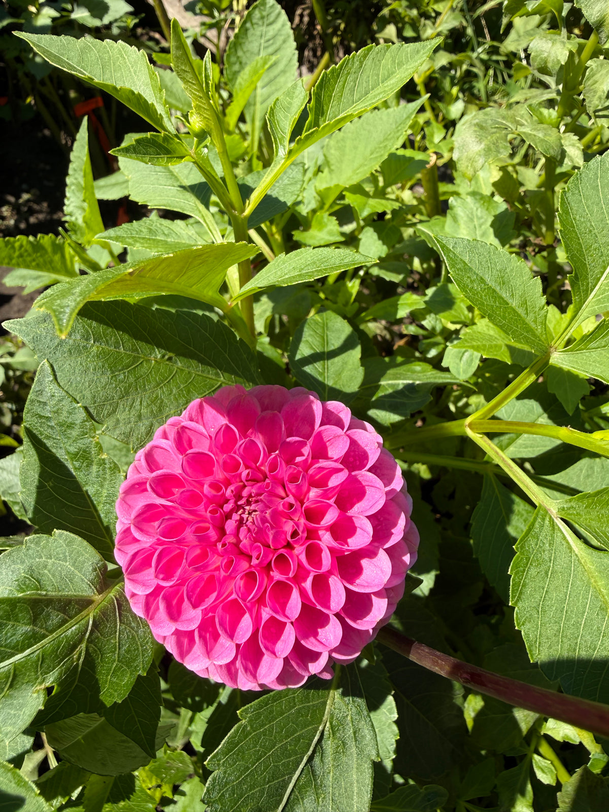 Sir Richard Dahlia Tuber