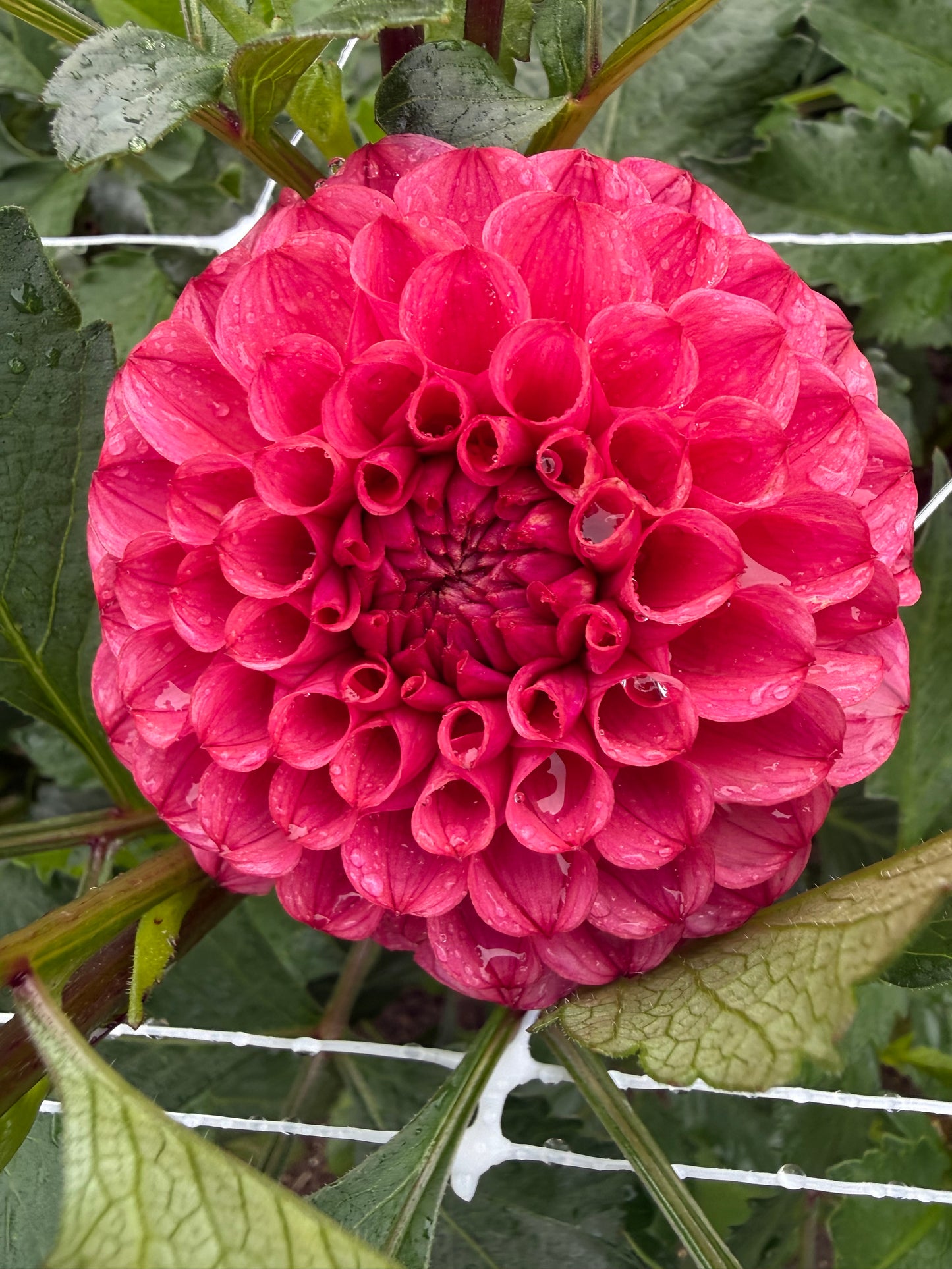 Levi's Kaleidoscope Dahlia Tuber