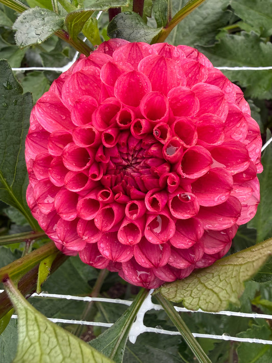 Levi's Kaleidoscope Dahlia Tuber