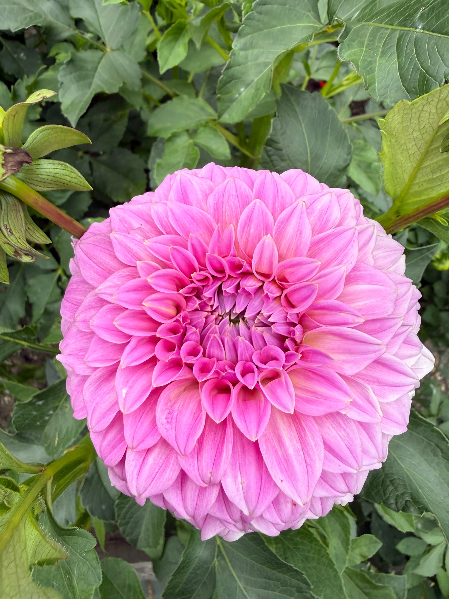 Bracken Sequel Dahlia Tuber