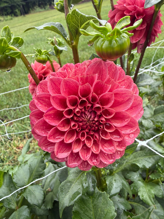 Levi's Melon Dahlia Tuber