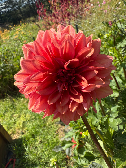 Mystique Dahlia Tuber