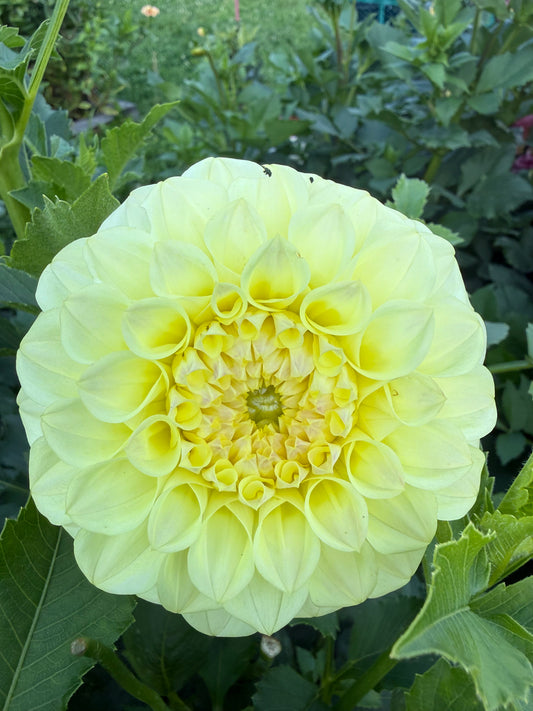 Coorabell Heather Dahlia Tuber