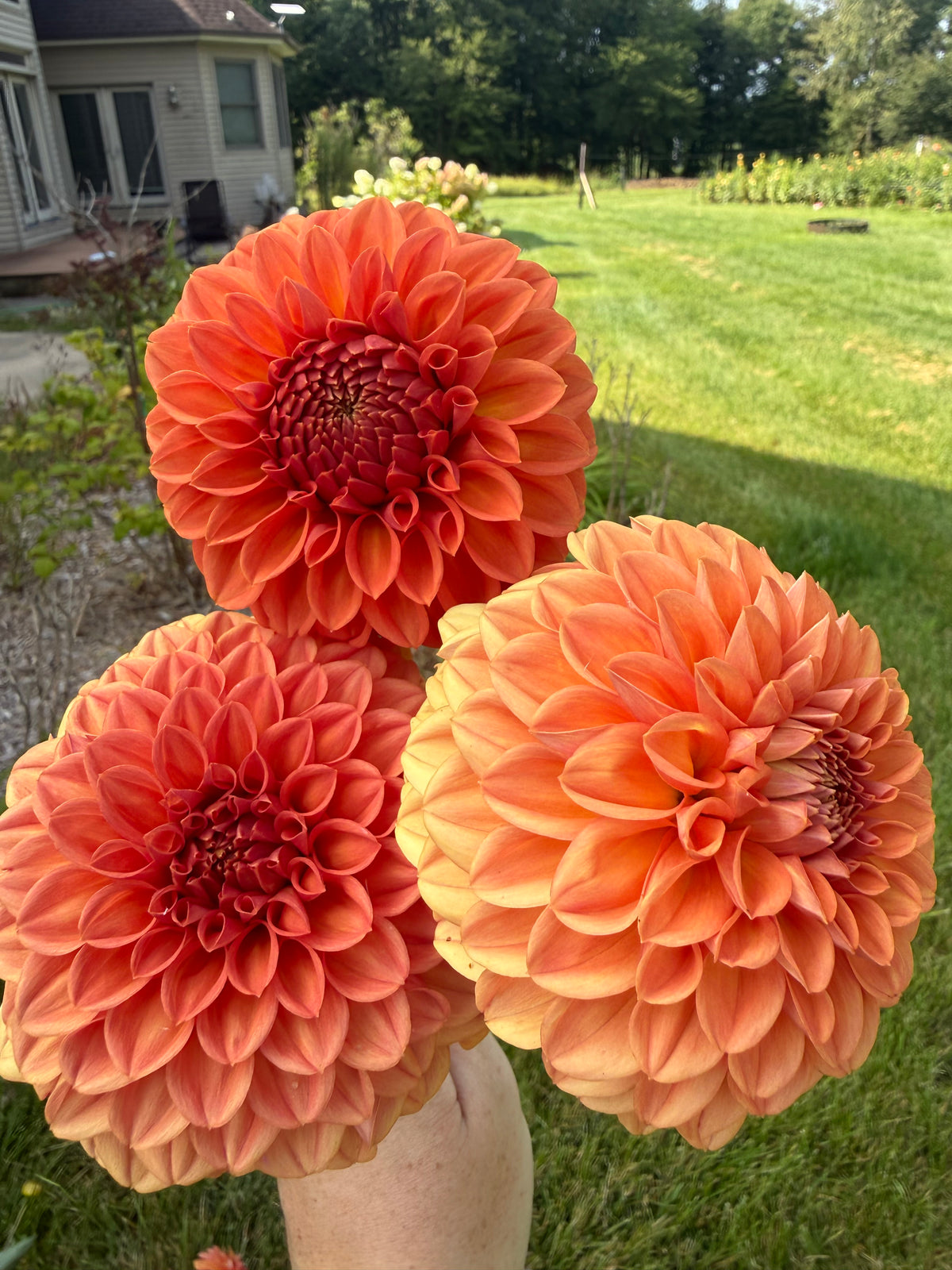 Ferncliff Apricot Dahlia Tuber