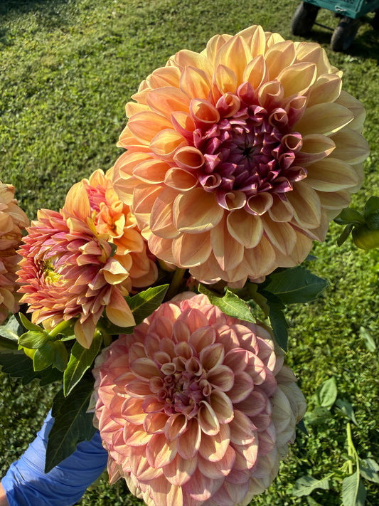 Lee's Golden Raspberry Dahlia Tuber